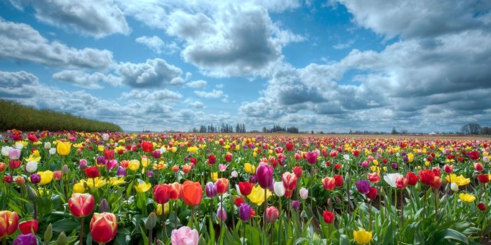 1920x1080 25 Free HD Flowers Wallpapers