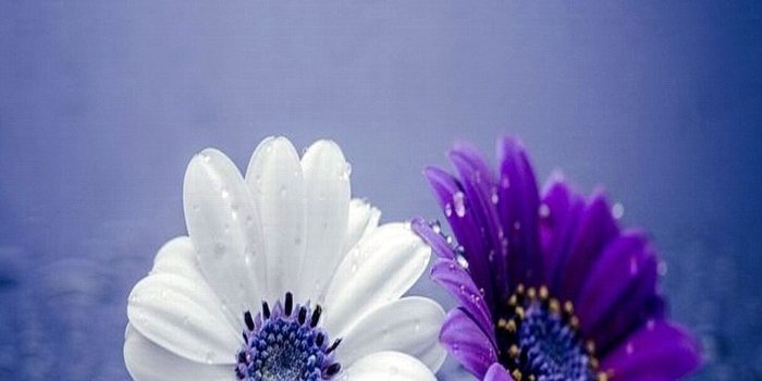 1080x1920 Nice flowers 1080 x 1920 Wallpapers available for free download