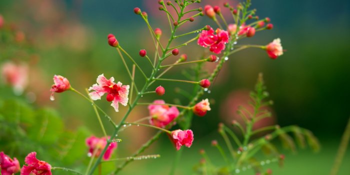 2560x1600 61+ Bright Flower Wallpapers on WallpaperPlay