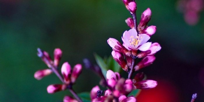 1080x1920 Best of Flowers HD Wallpapers - Top Free Best of Flowers HD