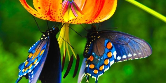 1024x768 55 Colorful 【Butterfly】HD Free Images Wallpapers Download