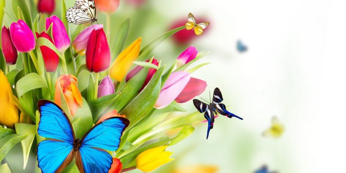 1920x1080 Beautiful Butterflies and Flowers Wallpapers (56+ images)