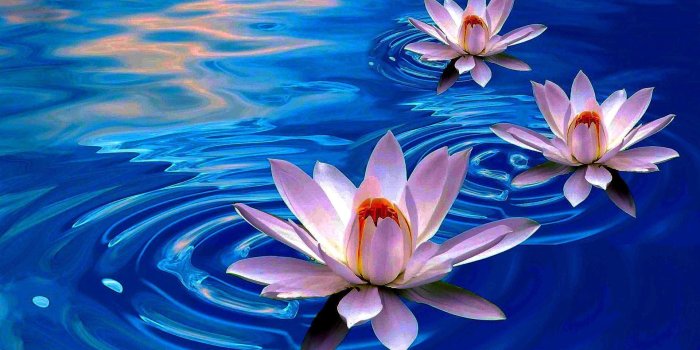 1920x1200 67+ Lotus Hd Wallpapers on WallpaperPlay