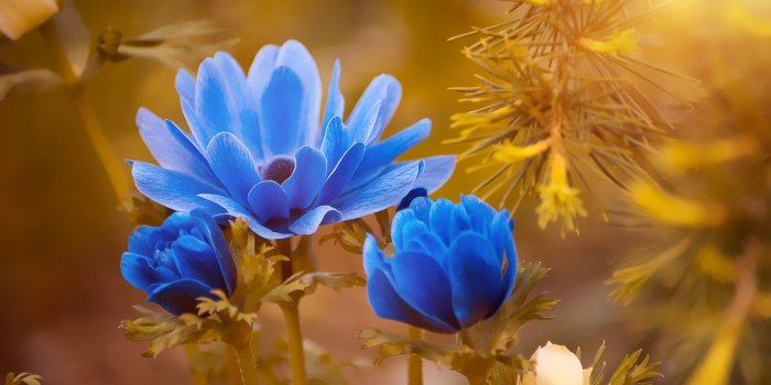 2000x1333 Blue Roses Flower HD Wallpapers Download | HD Wallpaper On