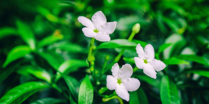 5184x3456 Free stock photo of beautiful flowers, close-up flora flower HD