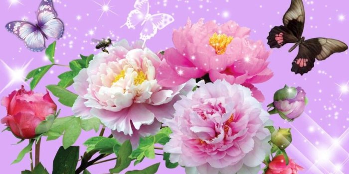 1280x720 Flower HD: Flower Hd Images/Wallpapers/3D/Pic/Photos/Pictures/'Background  Free Download with Video