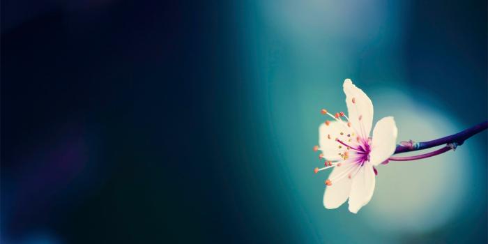 1920x1080 110 Amazing HD wallpapers of beautiful flowers