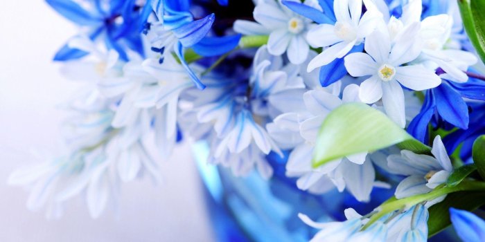 1920x1080 Full HD Flowers Wallpapers