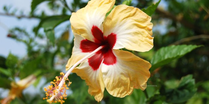 3872x2592 Flowers Wallpaper HD | Flower pictures free download