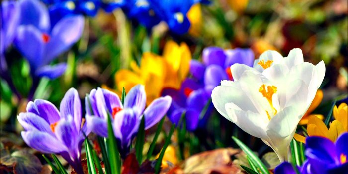 2960x1850 1566 Purple Flower HD Wallpapers | Background Images