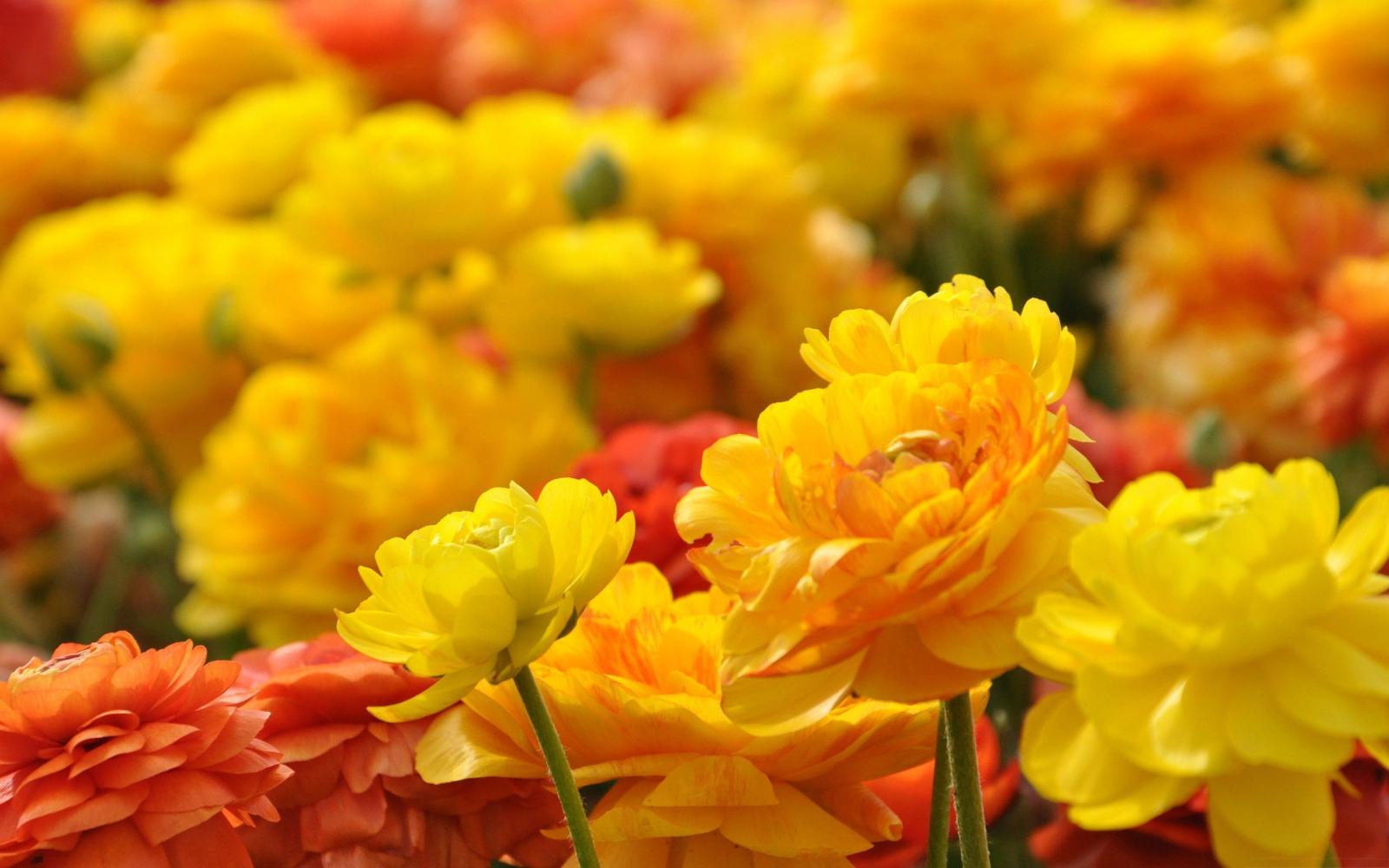 2880x1800 64+ Yellow Flower Wallpapers on WallpaperPlay