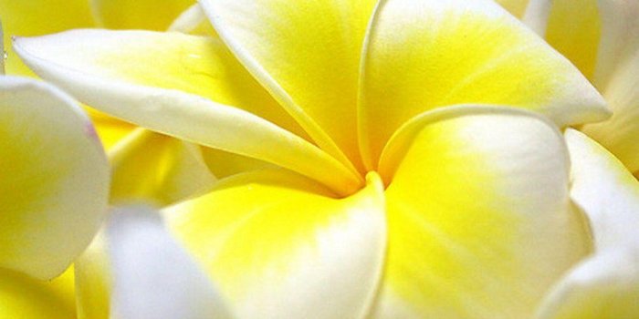 1024x768 Full HD Flowers Wallpapers