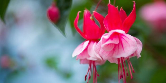 1024x768 Fuchsia Flowers Wallpapers HD Pictures – One HD Wallpaper Pictures