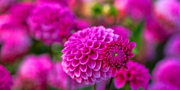 1600x960 Dahlia Flower HD Wallpapers