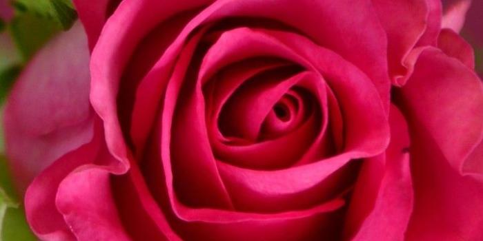 720x1280 Wallpaper rose, 4k, HD wallpaper, pink, spring, flower, Nature #10354