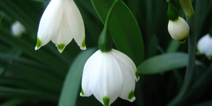 1600x1000 Flower Wallpaper Flower Wallpaper Flower Wallpaper - Flower