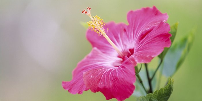 1920x1080 Flower Wallpaper Hd - Flower Image Hd Download (#12480) - HD