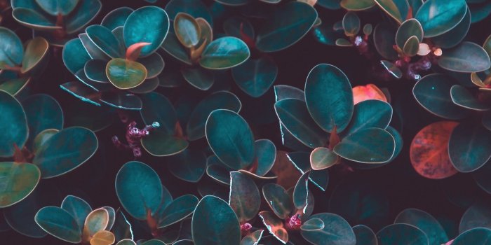 1579x2890 Dark, Moody, And Lovely - Medium Spring Green Color Iphone (#341845