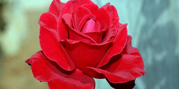 1600x1200 Red Rose HD Wallpaper | HD Wallpapers