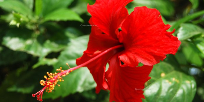 3872x2592 Flowers Wallpaper HD | Flower pictures free download