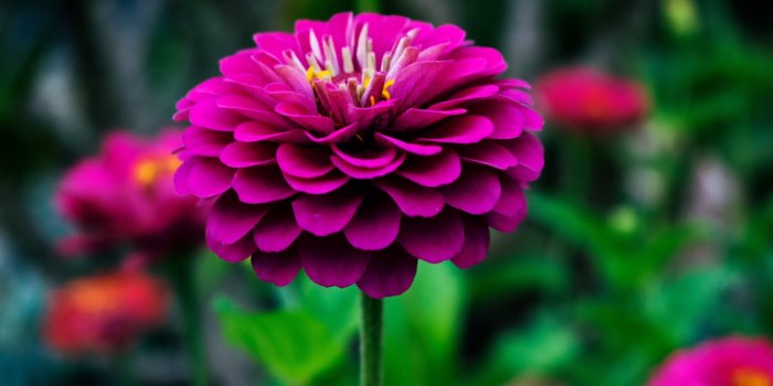 6000x4000 Beautiful Nice Flower HD wallpaper Gallery