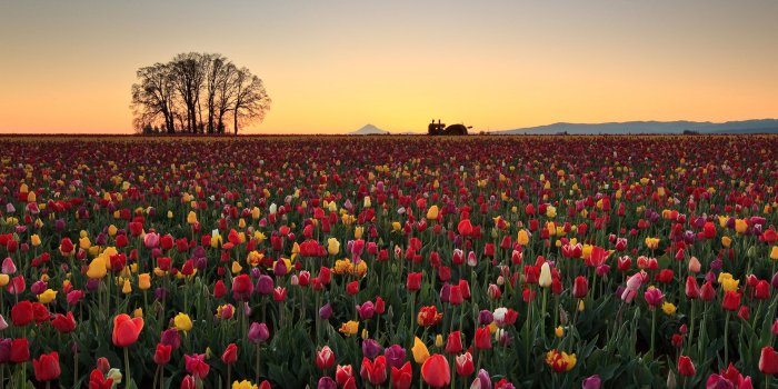 1920x1200 Beautiful Flowers Wallpapers, Pictures, Images