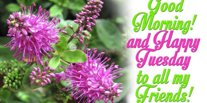 1165x709 Good Morning And Happy Tuesday To All My Friends - Good Morning