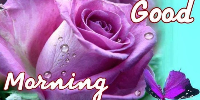 960x960 My Dear Friends Good Morning, Have A Wonderful Day Ahead Pictures