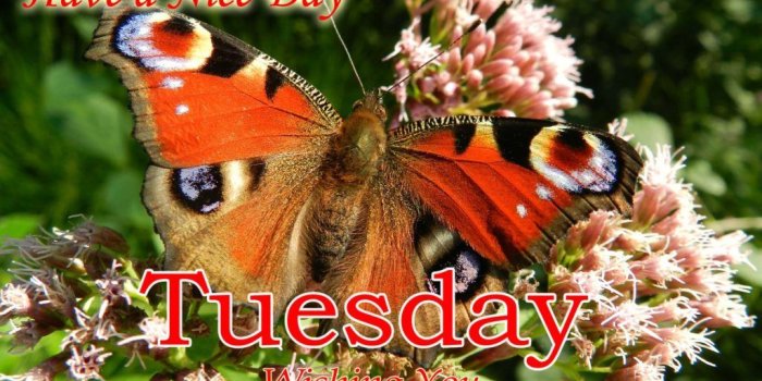 1024x768 Happy Tuesday Good Morning Image - Butterfly Free Wallpaper
