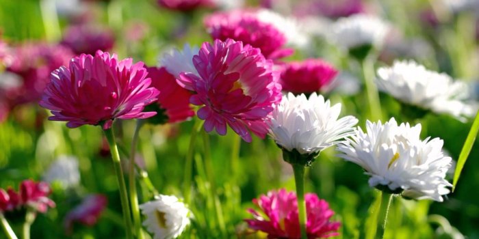 1920x1080 35+ Most Beautiful Flower Wallpapers - Download at WallpaperBro