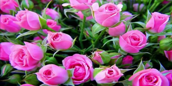 1280x720 15 Most Beautiful Flowers in The World