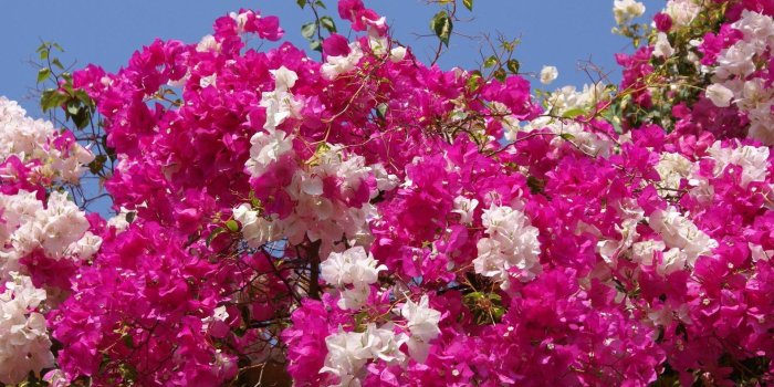 1920x1080 Free download most beautiful flower wallpapers most beautiful flower