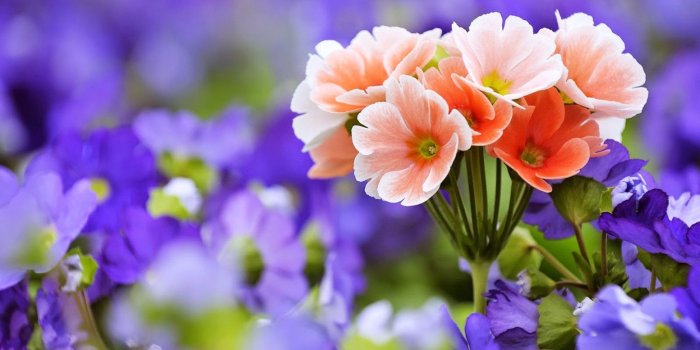 1552x873 World Beautiful Flowers Wallpaper Group 20 Beautiful - Windows 10