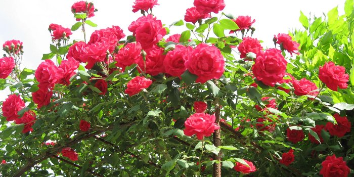 1920x1200 47+] Most Beautiful Flower Wallpapers on WallpaperSafari