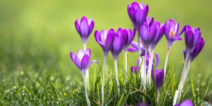 1920x1200 Most Beautiful Flowers Wallpapers For Desktop