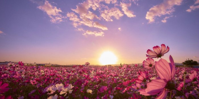 1920x1080 Lovely Wallpapers For Desktop Most Beautiful Flowers - Hd Wallpaper