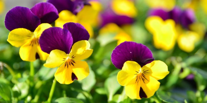 1920x1200 Most Beautiful Flowers Images Wallpaper - Flowers Healthy