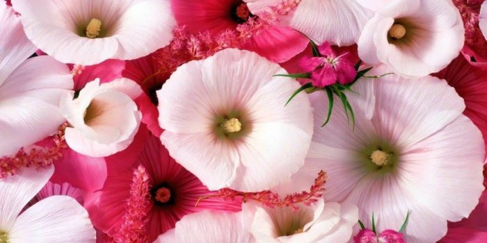 1060x757 Most Beautiful Flower Hd Images | Kayaflower.co