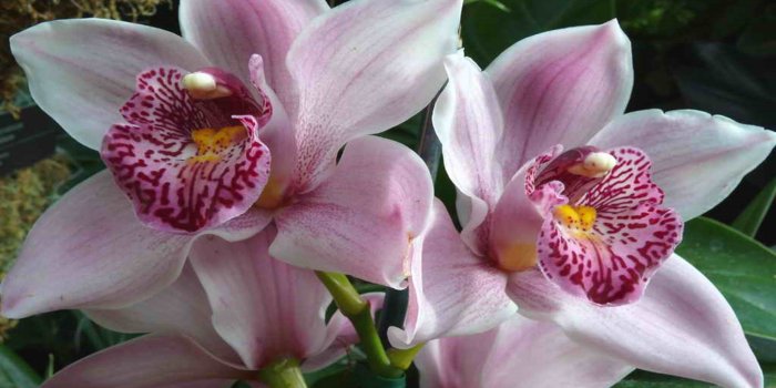 2560x1600 The Most Beautiful Flower In The World Hd Wallpaper : Wallpapers13.com