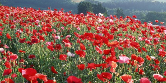 1024x768 Beautiful Flowers In The World Wallpaper - (53+ images)