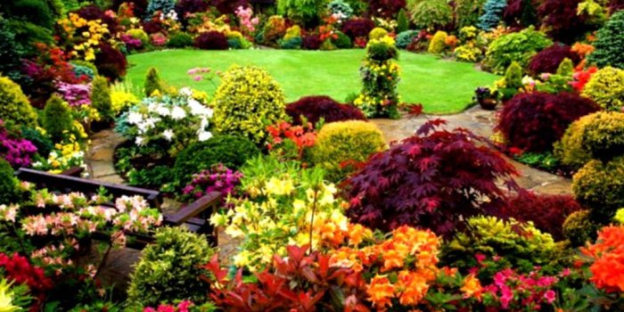 1024x768 Most Beautiful Flower In The World Wallpaper - Flowers Healthy