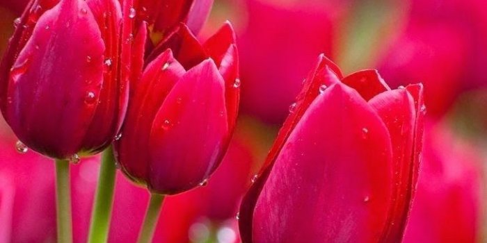 729x1097 Most Beautiful Flowers Wallpaper | Kayaflower.co