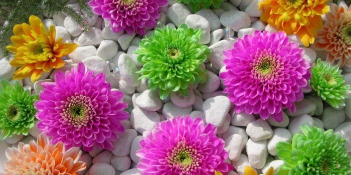 1024x768 Flower Gallery: Most beautiful flowers around the world