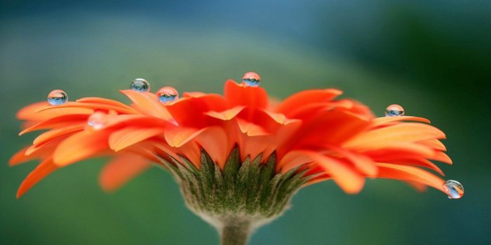 1920x1080 Most Beautiful Flowers Wallpapers Group (57+), Download for free