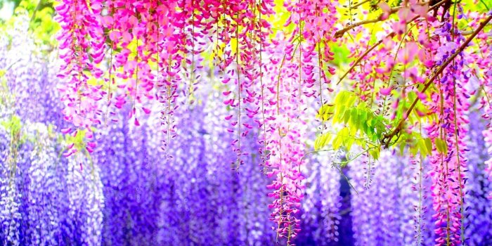 1920x1080 Most Beautiful Flowers Wallpapers(57+) Wallpaper Collections