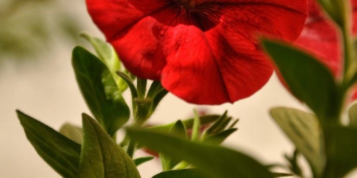900x1355 Download Most Beautiful Flowers Wallpapers In The World Gallery