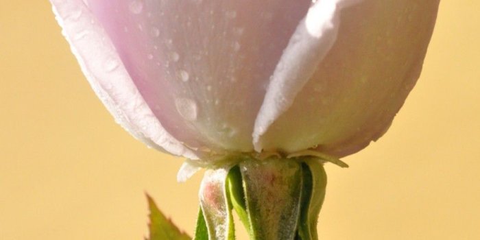 900x1355 World Beautiful Flowers Images Hd | Djiwallpaper.co