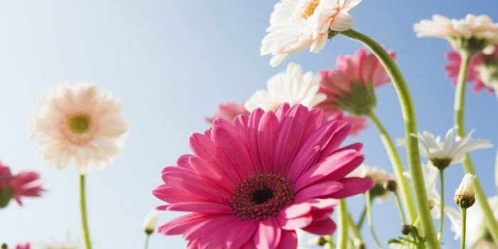 1024x768 most beautiful flower wallpapers most beautiful flowers for desktop