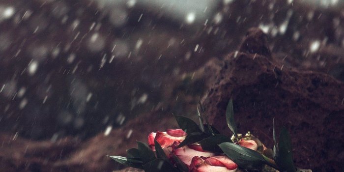 1242x2208 iPhone6papers.com | iPhone 6 wallpaper | oa37-sad-flower-cold-love