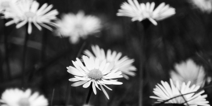 2048x2048 Sad Flowers ❤ 4K HD Desktop Wallpaper for 4K Ultra HD TV • Wide